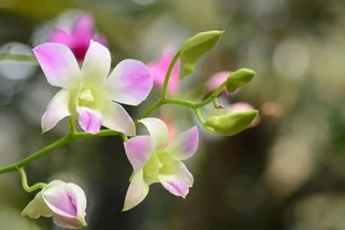 家裡養這8款芳香花，清馨不嗆鼻，連香水都省啦！