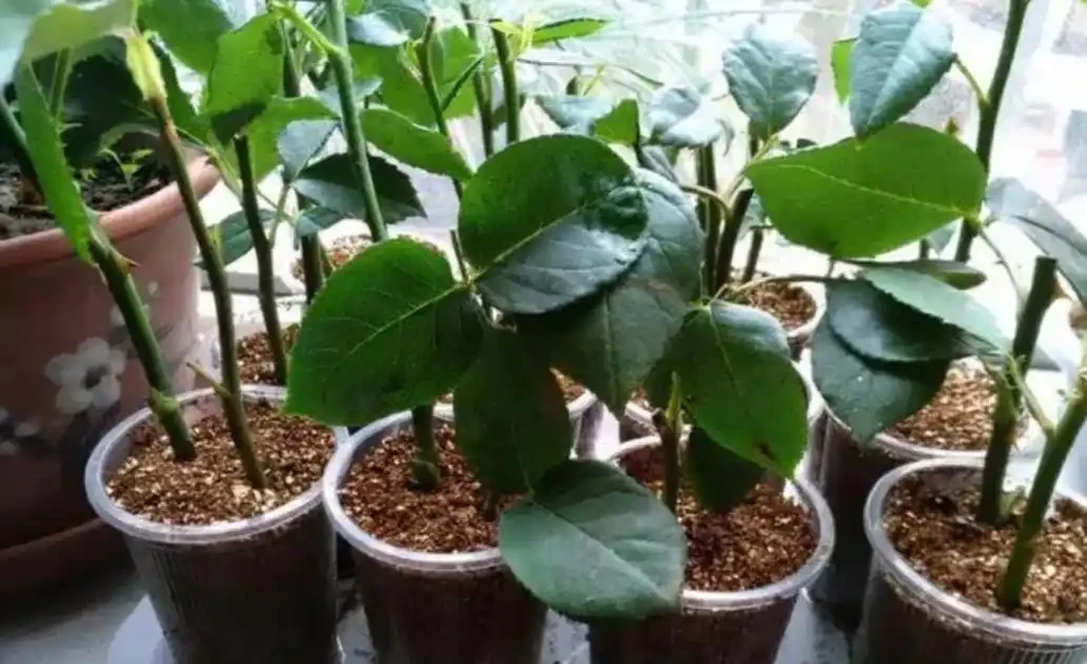 花卉插枝技巧:剪一根枝條就能活,不用發根粉,新手一次成功