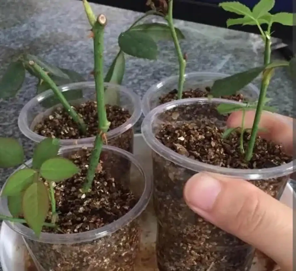 花卉插枝技巧:剪一根枝條就能活,不用發根粉,新手一次成功