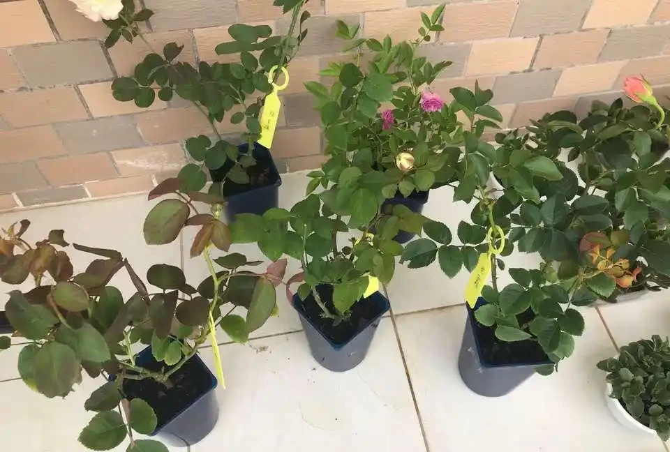 花卉插枝技巧:剪一根枝條就能活,不用發根粉,新手一次成功