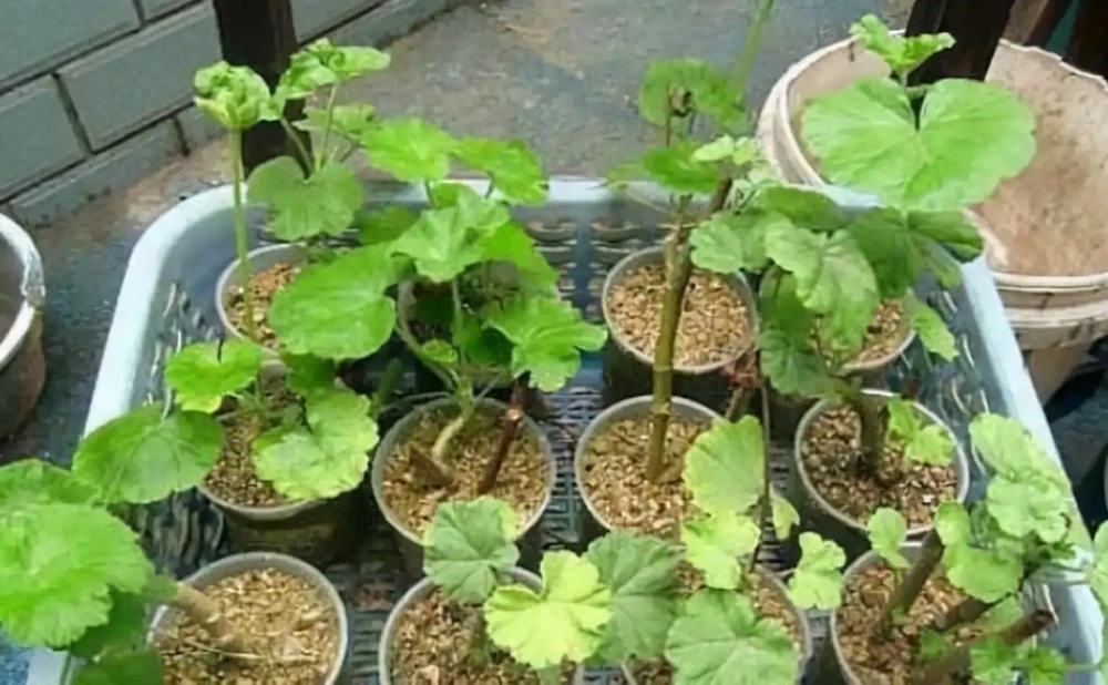 花卉插枝技巧:剪一根枝條就能活,不用發根粉,新手一次成功