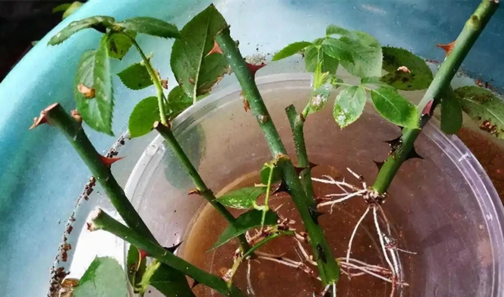 花卉插枝技巧:剪一根枝條就能活,不用發根粉,新手一次成功