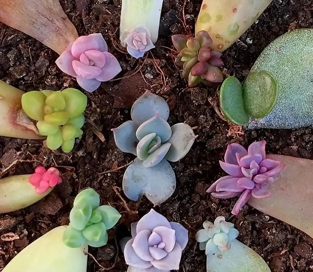 花卉插枝技巧:剪一根枝條就能活,不用發根粉,新手一次成功