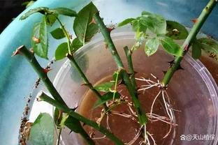 花卉插枝技巧：剪一根枝條就能活，不用發根粉，新手一次成功