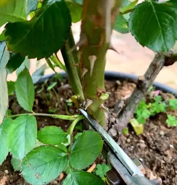 二月玫瑰修剪小竅門：3步修剪到右芽眼，春天花就壓彎枝條！