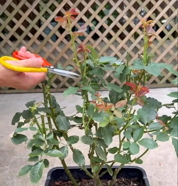 二月玫瑰修剪小竅門：3步修剪到右芽眼，春天花就壓彎枝條！
