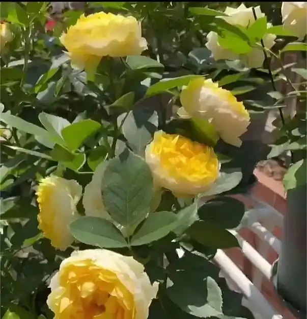 二月玫瑰修剪小竅門：3步修剪到右芽眼，春天花就壓彎枝條！