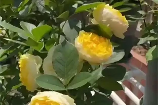 二月玫瑰修剪小竅門：3步修剪到右芽眼，春天花就壓彎枝條！
