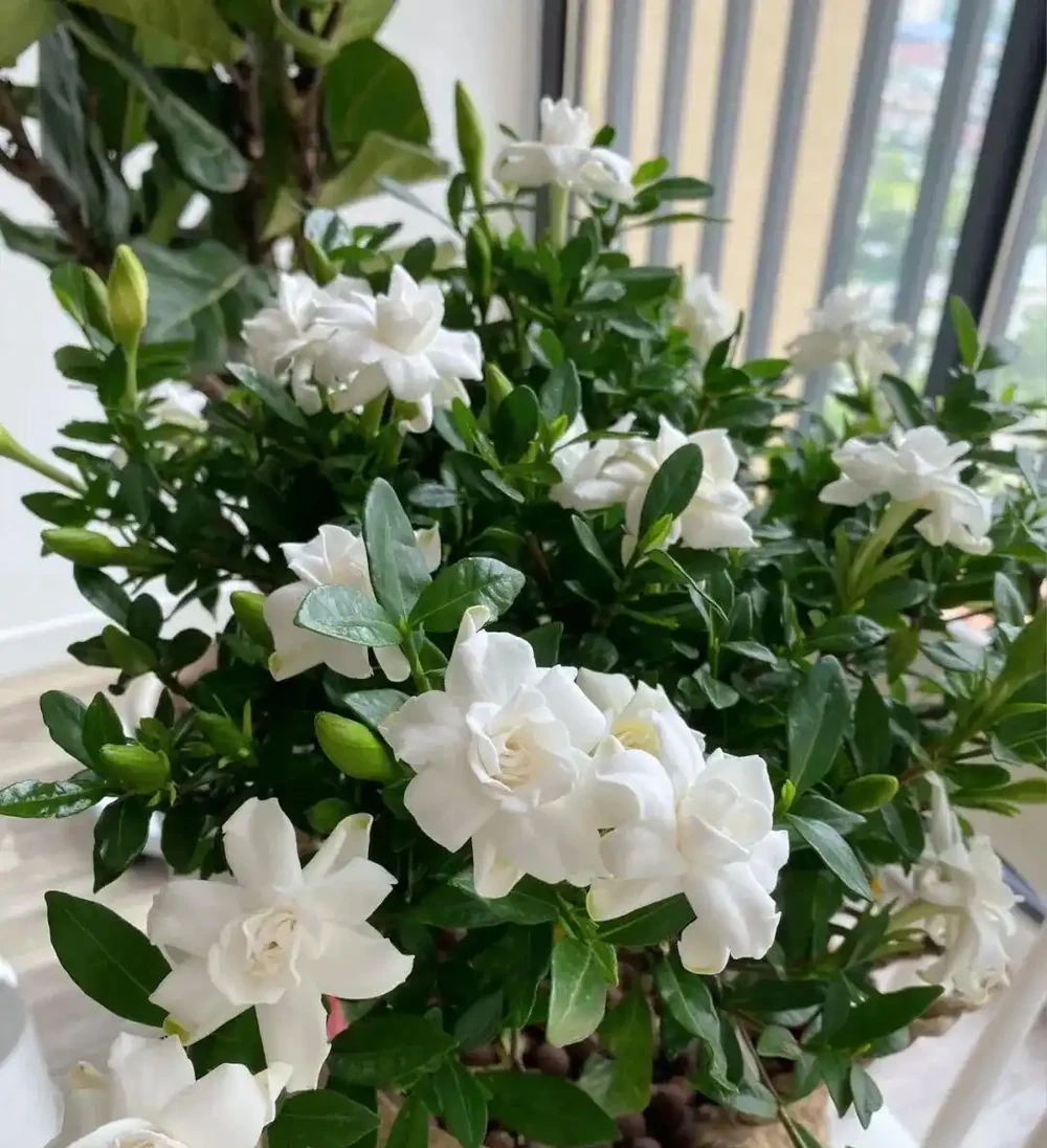 喝酒瘋長！5 種花是 「大酒鬼」，30 天一次，葉子綠出油，旺盛一整年！