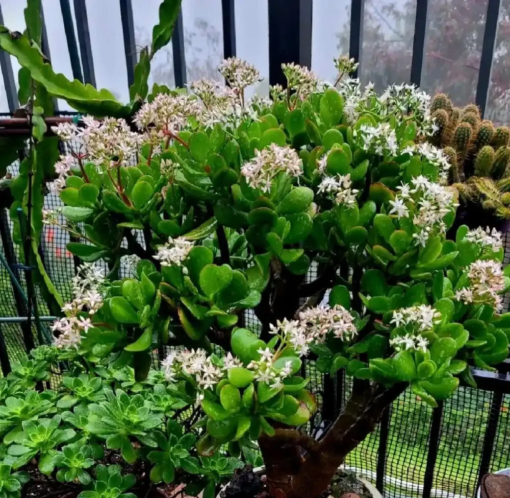 喝酒瘋長！5 種花是 「大酒鬼」，30 天一次，葉子綠出油，旺盛一整年！