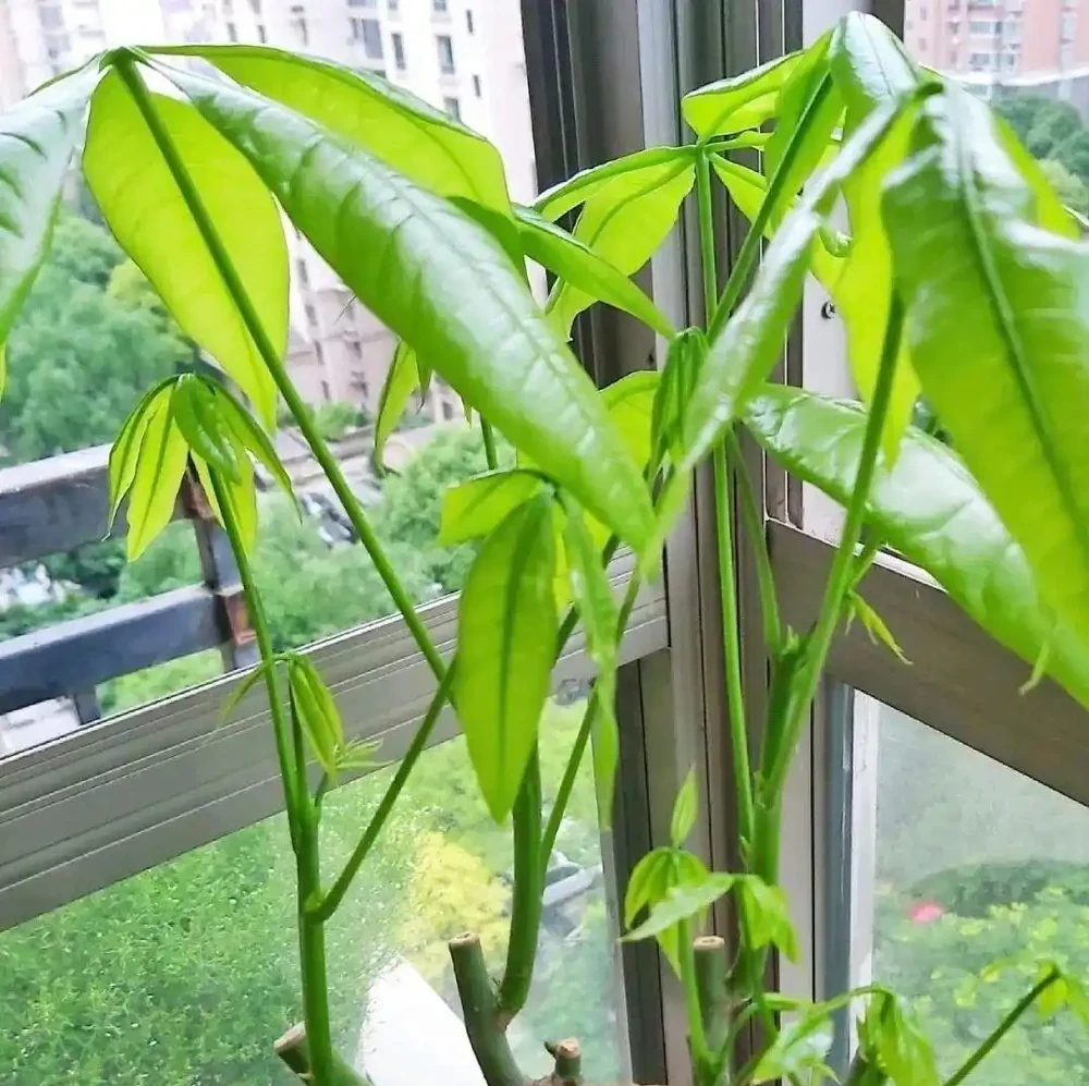 喝酒瘋長！5 種花是 「大酒鬼」，30 天一次，葉子綠出油，旺盛一整年！