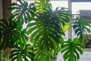 喝酒瘋長！5 種花是 「大酒鬼」，30 天一次，葉子綠出油，旺盛一整年！
