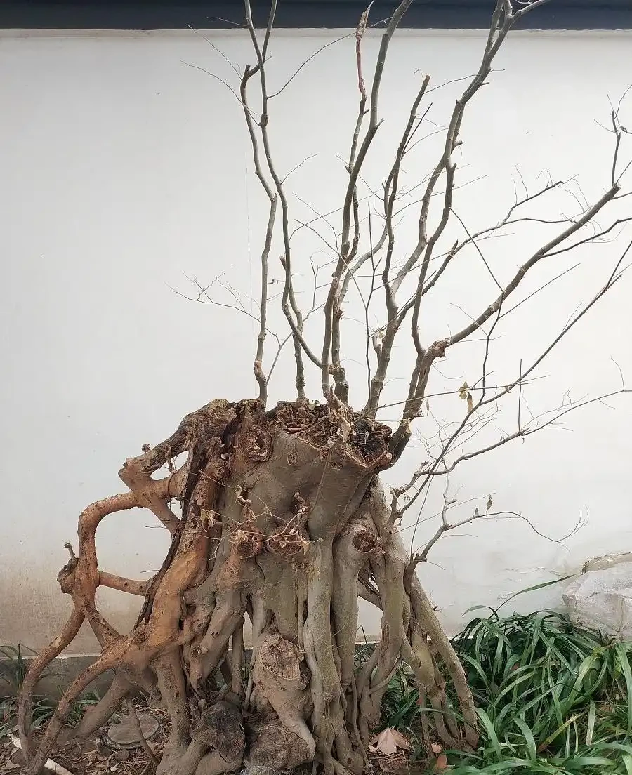 別扔！掌握玫瑰老根種植方法，讓枯木逢春爆花滿枝頭