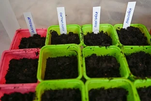 別扔！掌握玫瑰老根種植方法，讓枯木逢春爆花滿枝頭