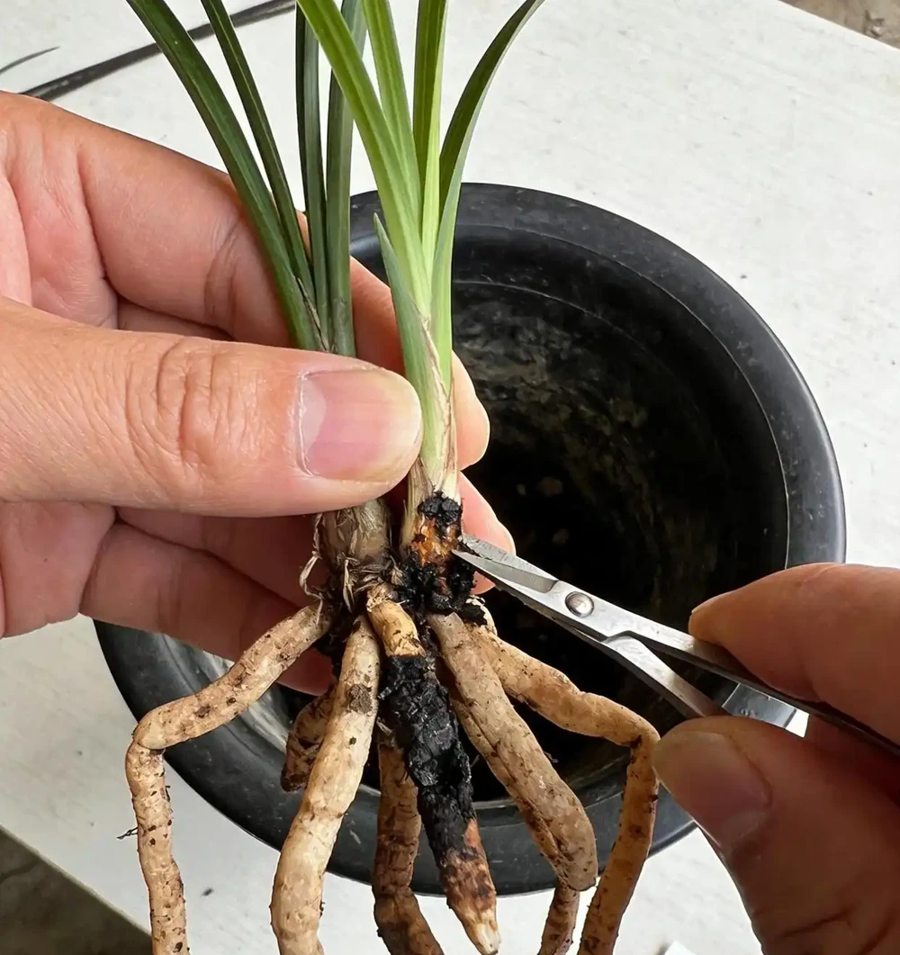 蘭花復活沒有「神水」!資深花友揭秘:救活腐根蘭的關鍵三步,一步都不能錯