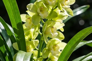 蘭花復活沒有「神水」！資深花友揭秘：救活腐根蘭的關鍵三步，一步都不能錯