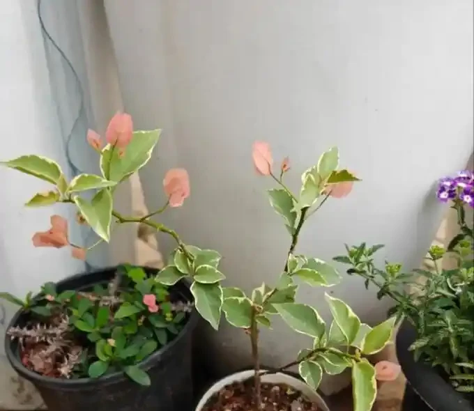九重葛修剪技巧!如果修剪錯誤,只長出一根枝條,側芽就會爆炸