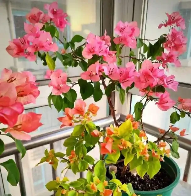 九重葛修剪技巧!如果修剪錯誤,只長出一根枝條,側芽就會爆炸