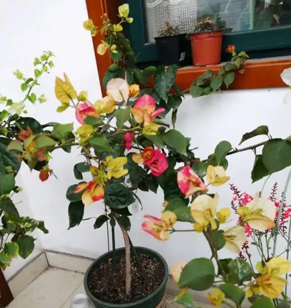 九重葛修剪技巧!如果修剪錯誤,只長出一根枝條,側芽就會爆炸