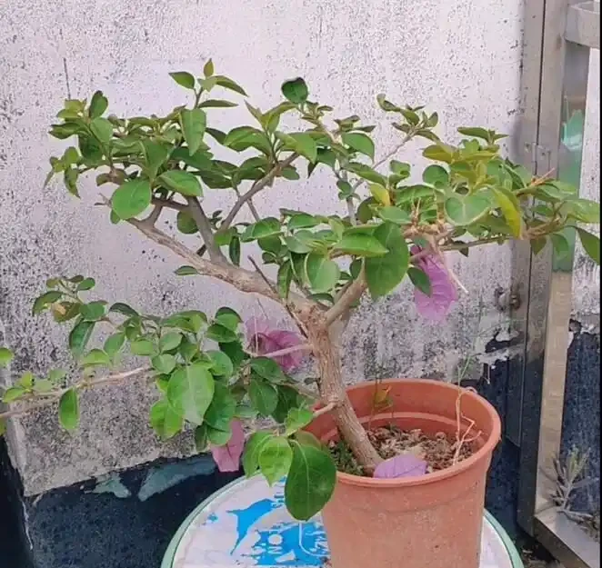 九重葛修剪技巧!如果修剪錯誤,只長出一根枝條,側芽就會爆炸