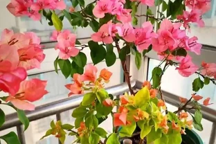 九重葛修剪技巧！如果修剪錯誤，只長出一根枝條，側芽就會爆炸