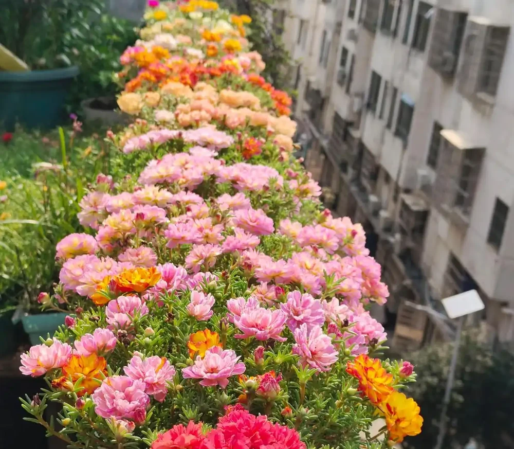 最適合南方養的10種花,不用擔心度夏問題,隨便養也爆花