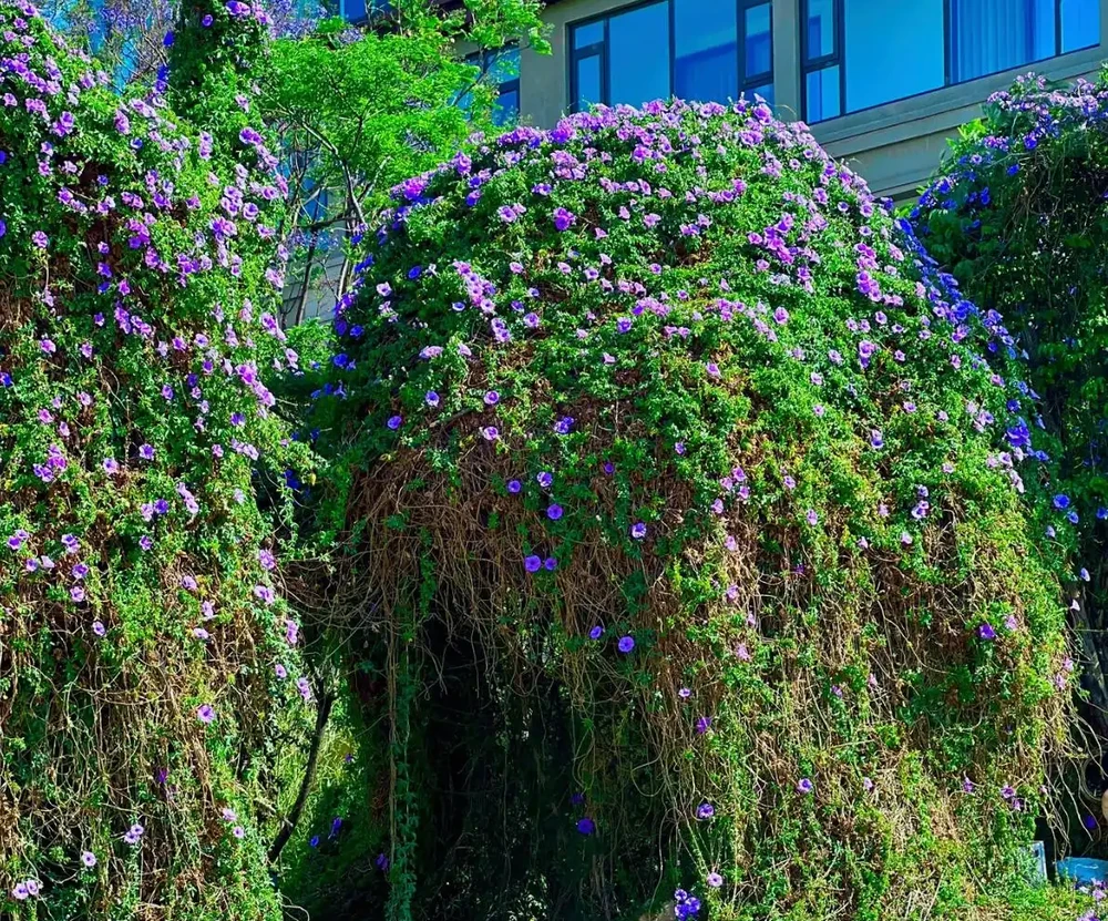 最適合南方養的10種花,不用擔心度夏問題,隨便養也爆花