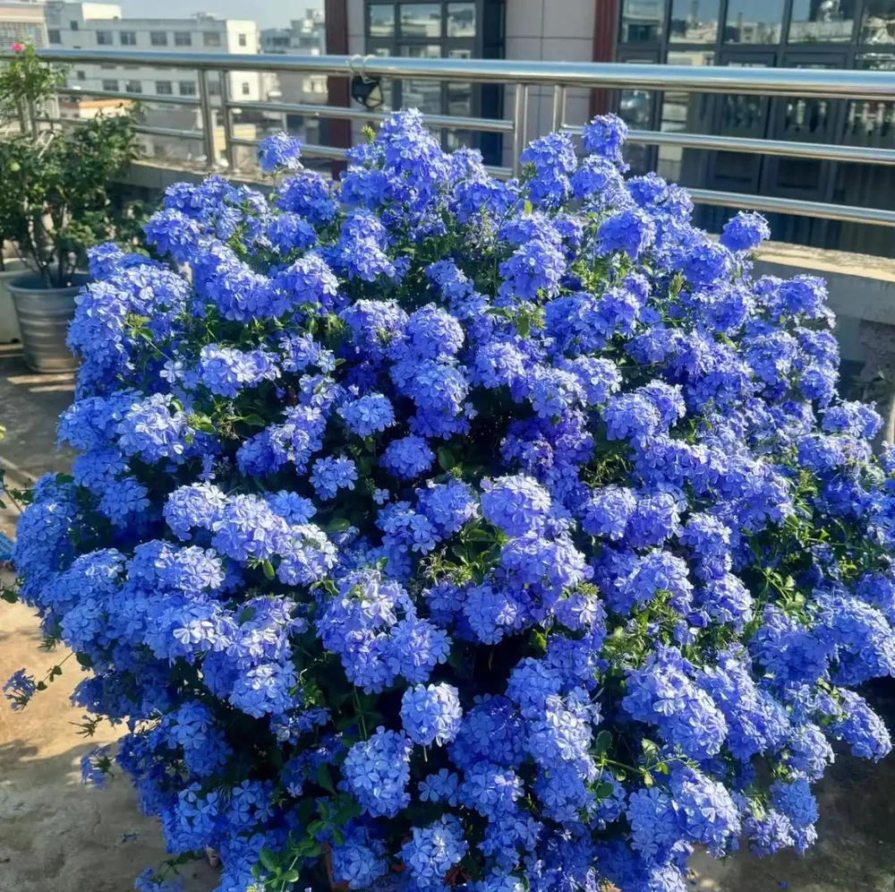 最適合南方養的10種花,不用擔心度夏問題,隨便養也爆花