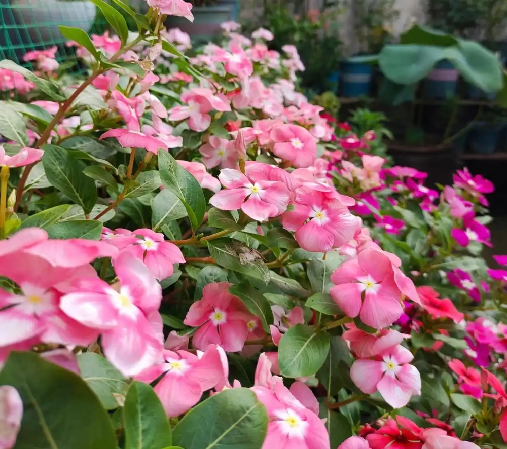 最適合南方養的10種花,不用擔心度夏問題,隨便養也爆花