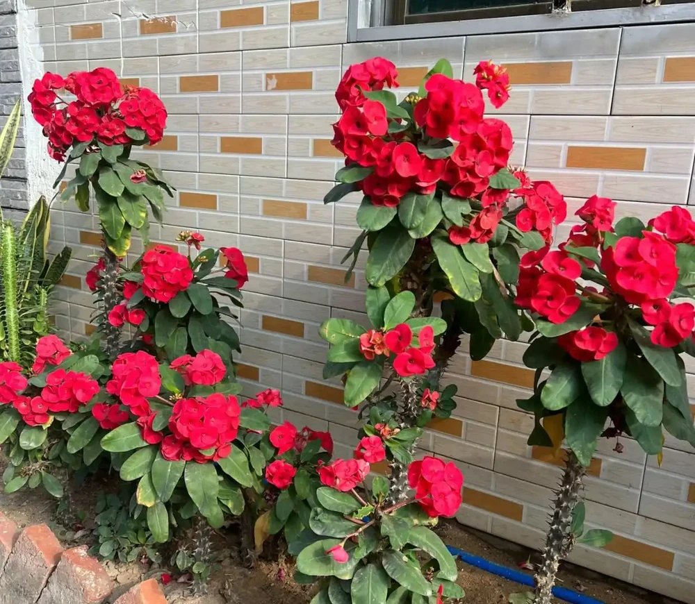 最適合南方養的10種花,不用擔心度夏問題,隨便養也爆花