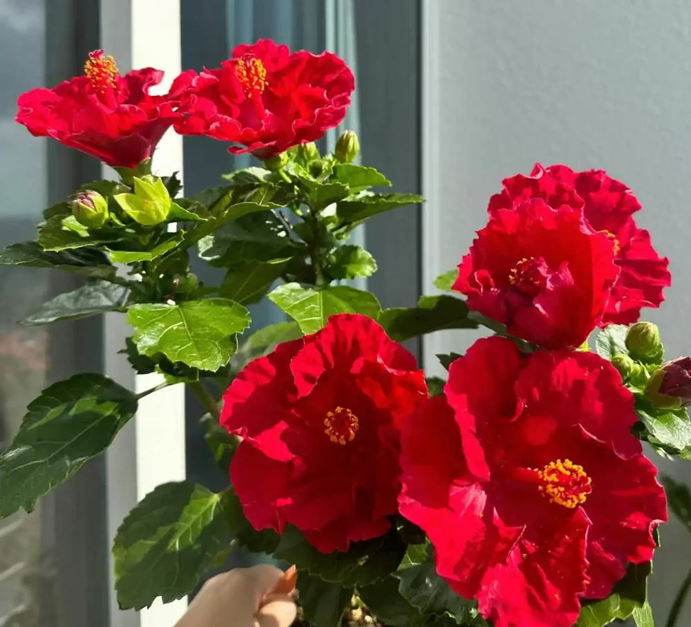 最適合南方養的10種花,不用擔心度夏問題,隨便養也爆花