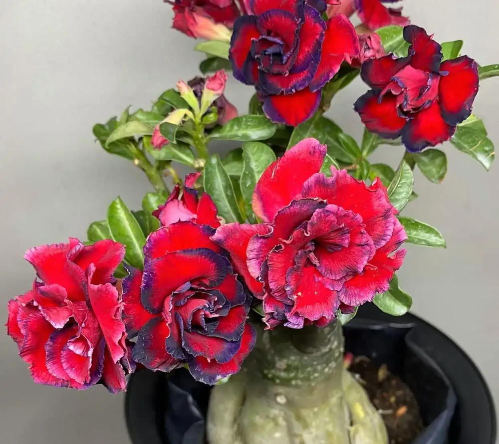 最適合南方養的10種花,不用擔心度夏問題,隨便養也爆花