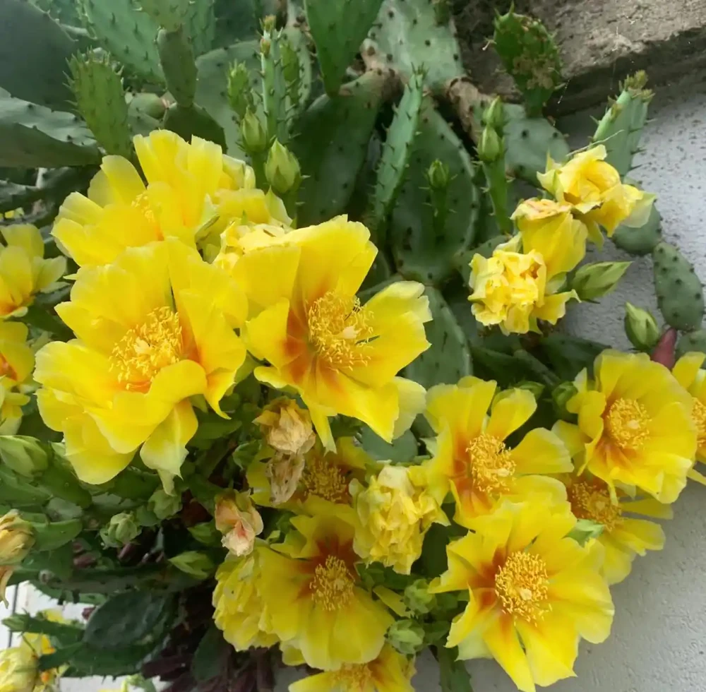 最適合南方養的10種花,不用擔心度夏問題,隨便養也爆花
