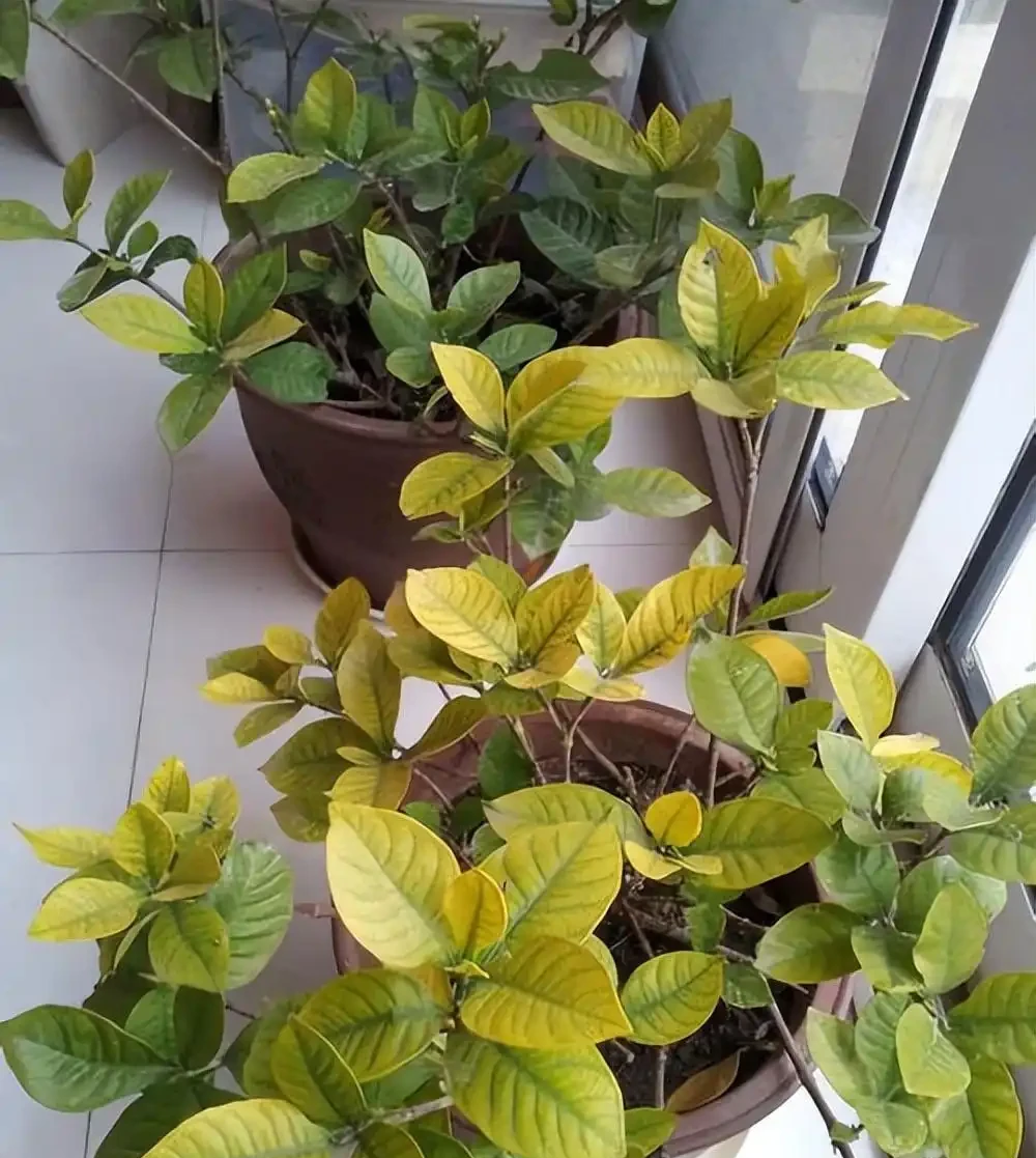 盆栽黃葉不是病!缺這1樣,補完立馬變翠綠