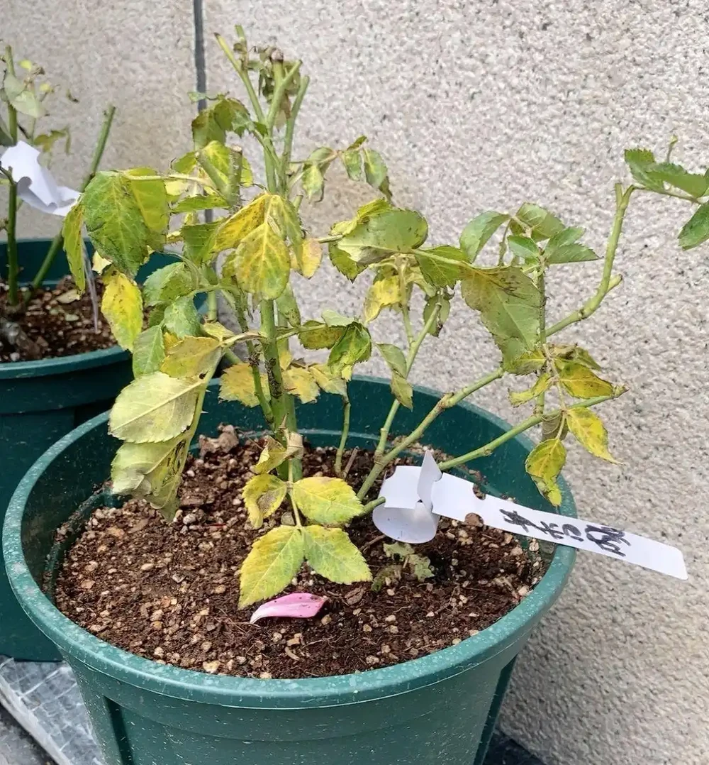盆栽黃葉不是病!缺這1樣,補完立馬變翠綠