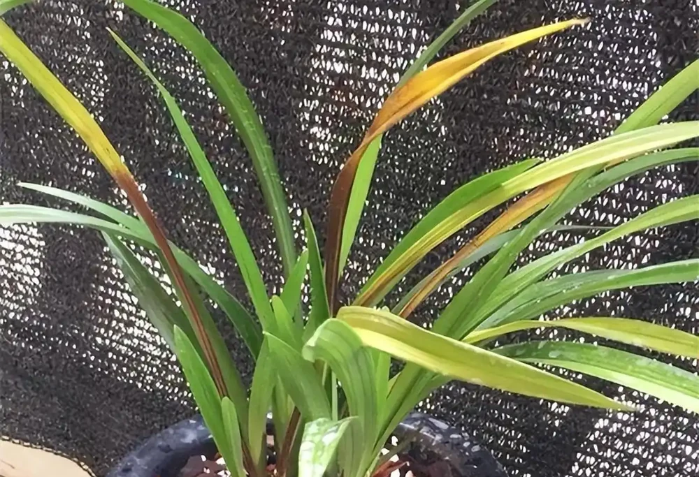 盆栽黃葉不是病!缺這1樣,補完立馬變翠綠