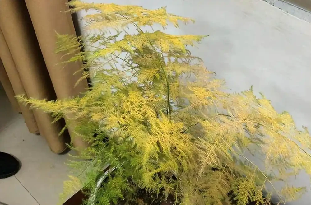 盆栽黃葉不是病!缺這1樣,補完立馬變翠綠