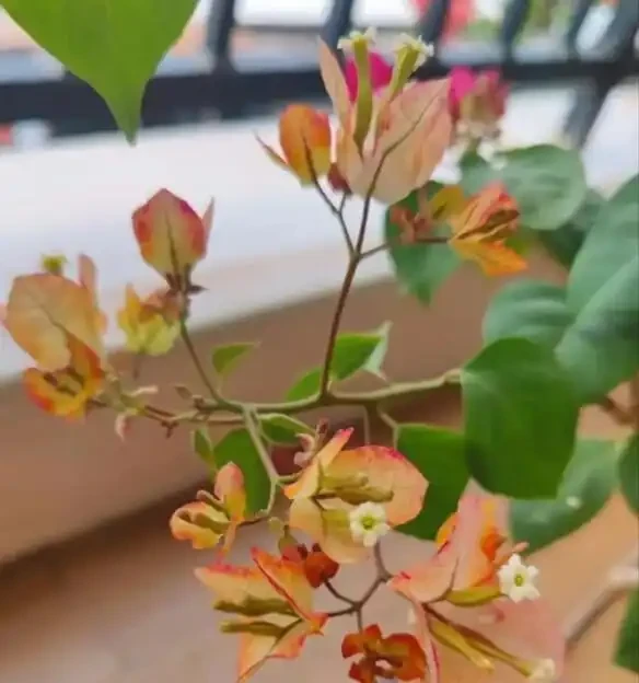 如果你的九重葛想要開花，做到這兩點！葉少花多，一茬又一茬