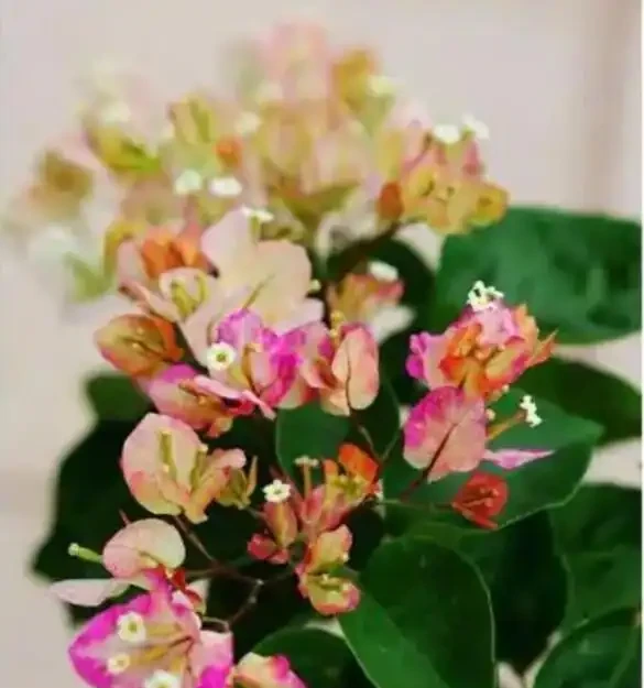 如果你的九重葛想要開花，做到這兩點！葉少花多，一茬又一茬