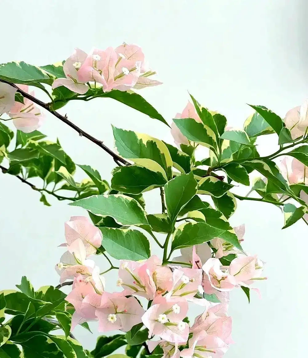 公認勤花的 5 種九重葛,養一盆美一整年