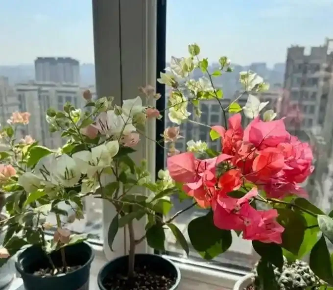 如果你的九重葛想要開花，做到這兩點！葉少花多，一茬又一茬