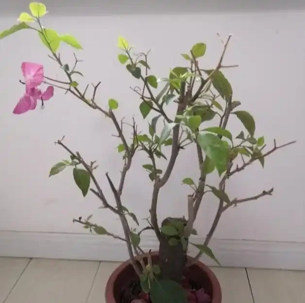如果你的九重葛想要開花，做到這兩點！葉少花多，一茬又一茬
