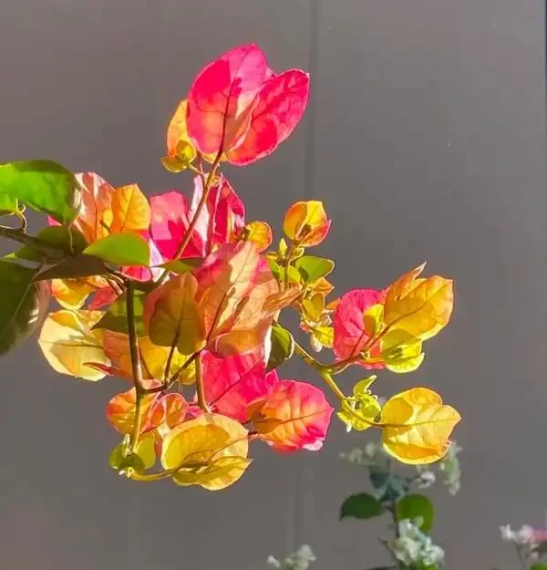 如果你的九重葛想要開花，做到這兩點！葉少花多，一茬又一茬