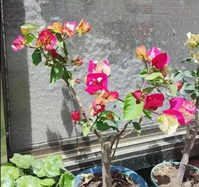 如果你的九重葛想要開花，做到這兩點！葉少花多，一茬又一茬