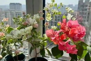如果你的九重葛想要開花，做到這兩點！葉少花多，一茬又一茬