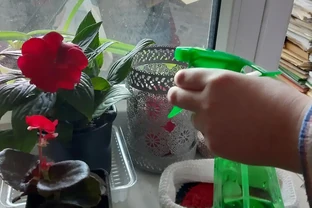 玫瑰總養蔫？學會怎樣用水養玫瑰，開花期輕鬆延長一倍