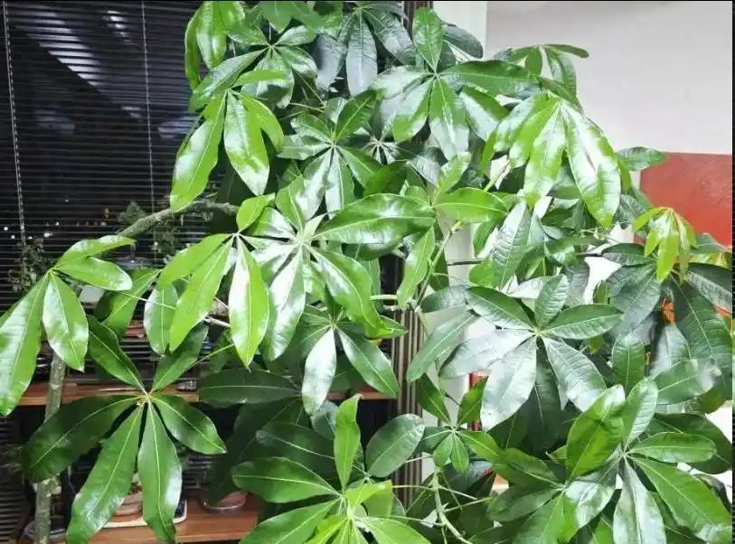 發財樹腐根的2個訊號,早發現早補救,5步輕鬆救回來