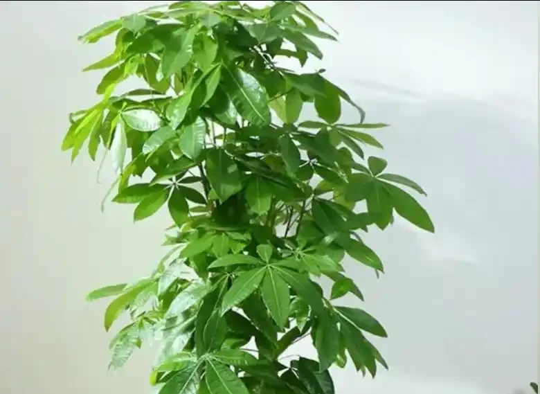 發財樹腐根的2個訊號,早發現早補救,5步輕鬆救回來