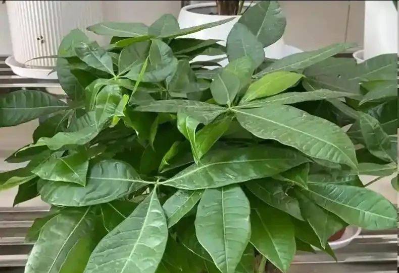 發財樹腐根的2個訊號,早發現早補救,5步輕鬆救回來