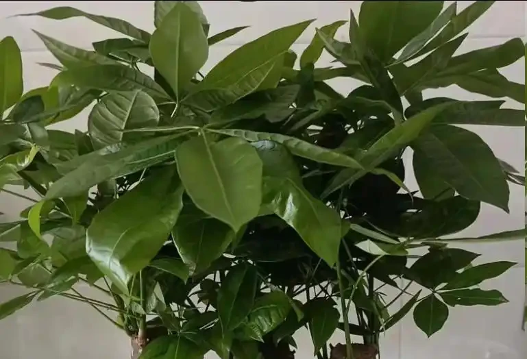 發財樹腐根的2個訊號,早發現早補救,5步輕鬆救回來